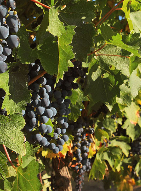 agence communication vins