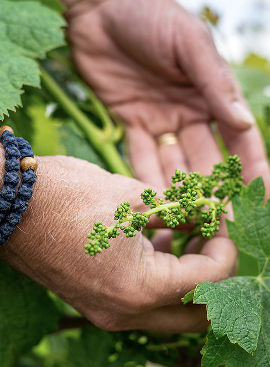 conception web vignoble