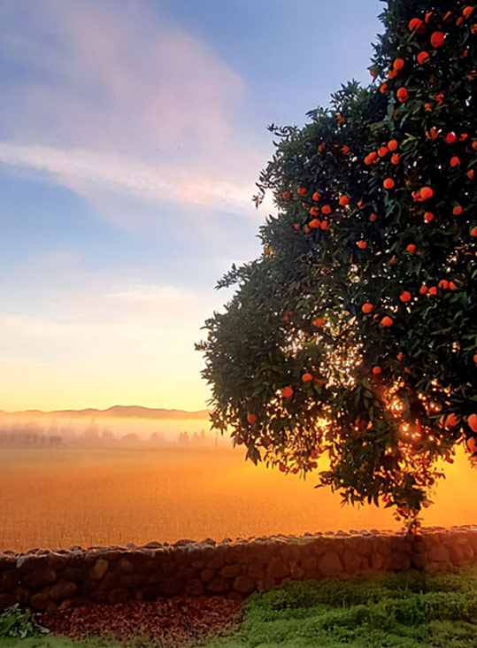 creation web vignobles californie