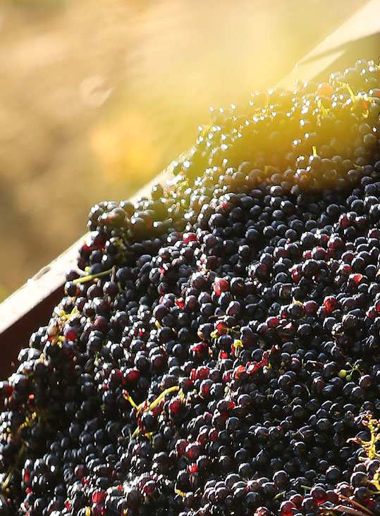site web vignoble