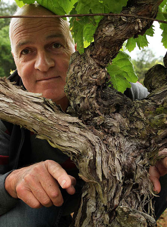 site web vignobles 1