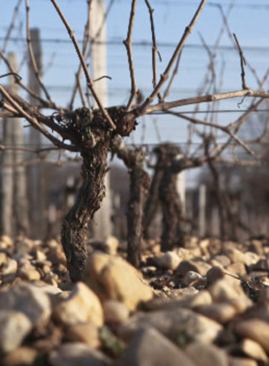 site web vignobles