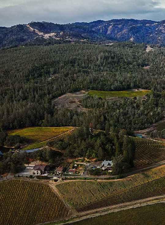 vignoble site web
