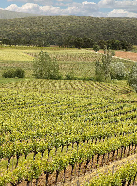 vin vignoble communication